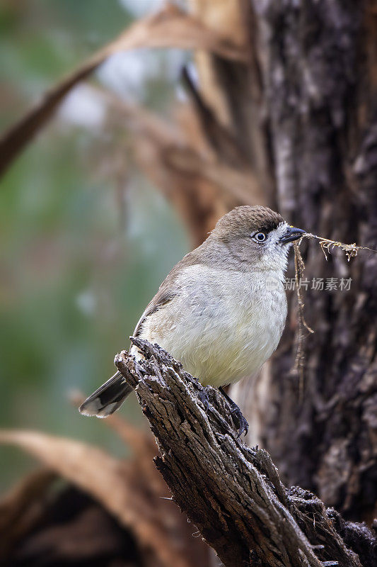 南方白脸(Aphelocephala leucopsis)筑巢